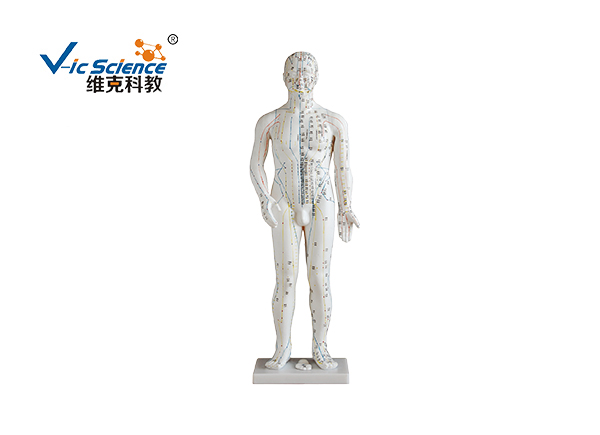 Acupuncture and moxibustion model
